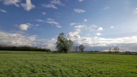 Rural spring landscape. Fresh green meadow with one big tree. Stock-Footage 74753882