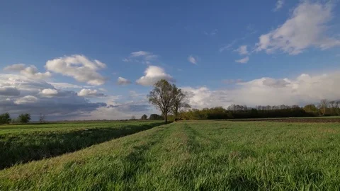 Rural spring landscape. Fresh green meadow with one big tree. Video stock 74754367