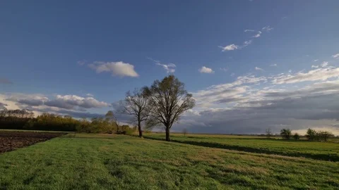 Rural spring landscape. Fresh green meadow with one big tree. Stock Footage 74757786