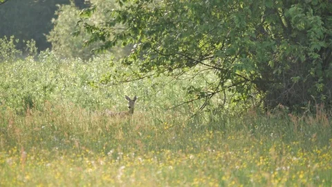 Rural spring landscape. Fresh green meadow with flowers, herbs and grass.  Stock Footage 76264995