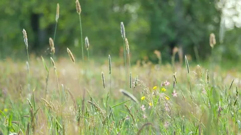 Rural spring landscape. Fresh green meadow with flowers, herbs and grass.  Vidéo 76367653