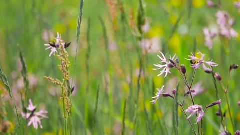 Rural spring landscape. Fresh green meadow with flowers, herbs and grass.  Video stock 76367738