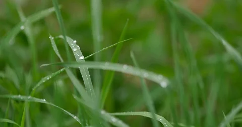 Rural spring landscape. Fresh green meadow with flowers, herbs and grass. Warm a 動画素材 89402823