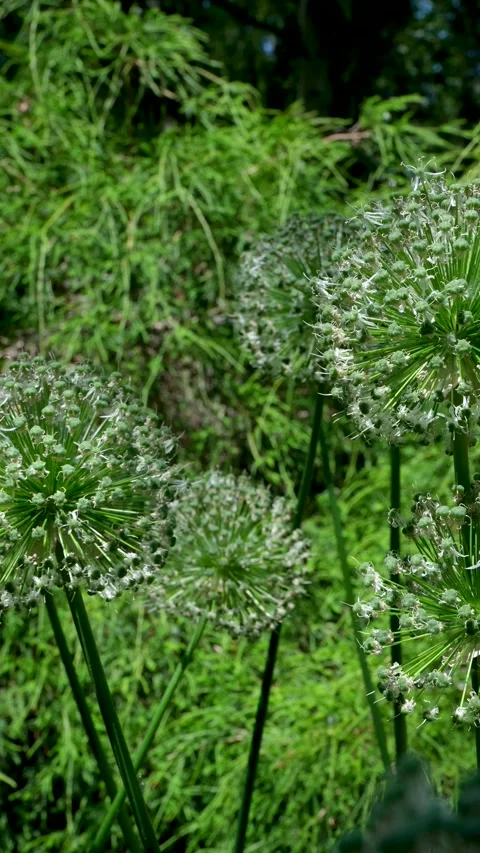 Rural spring landscape. Fresh green meadow with flowers, herbs and grass. Warm Stock Footage 302255489