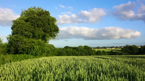 Rural spring landscape. Green wheat field with trees on the edge, sunny. Stock Footage 152444591