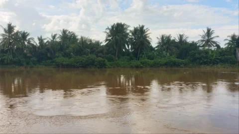 Rural Stream and River with Coconut Trees in Cambodian Countryside Stock Footage 344971304