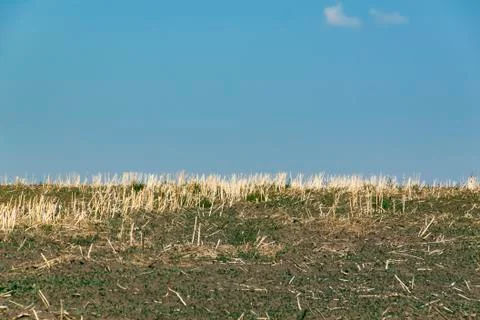 Rural summer landscape. Stock Photos