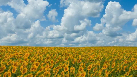 Rural sunflower field under cloudy sky  time lapse scene Video stock 160112436