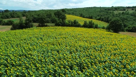 Rural Sunflowers Stock Footage 340777920