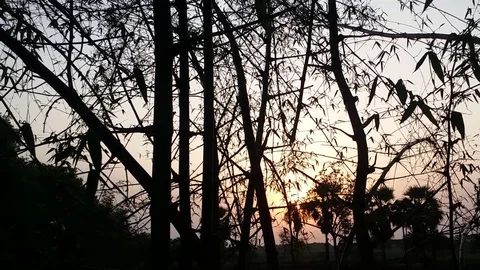 Rural Sunset trough Bamboo forest Stock Footage 108623401