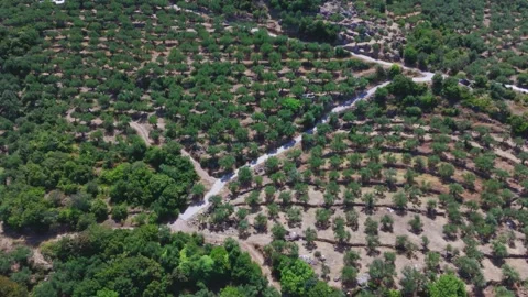Rural Track Through Olive Groves, Verga, Greece Stock Footage 343915140