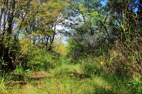 Rural trail Stock Photos