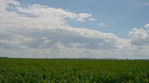 Rural view, and corn field Stock Footage 39816563