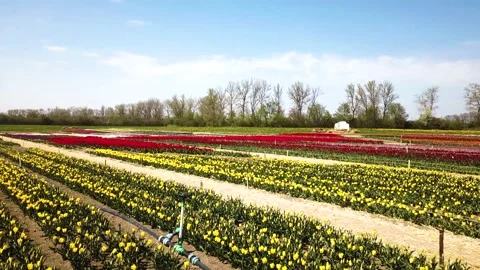 Rural views of tulip fields seen from above. Spring tulips floral tulip bunch Stock Footage 229453468