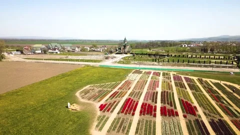 Rural views of tulip fields seen from above. Spring tulips floral tulip bunch Stock Footage 229561106