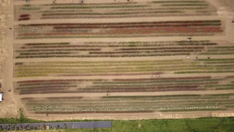 Rural views of tulip fields seen from above. Spring tulips floral tulip bunch Stock Footage 229718658