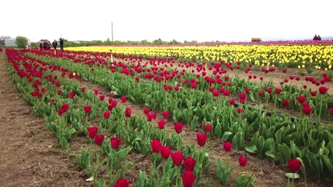 Rural views of tulip fields seen from above. Spring tulips floral tulip bunch 스톡 동영상 230035138
