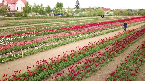 Rural views of tulip fields seen from above. Spring tulips floral tulip bunch Stock Footage 230168049