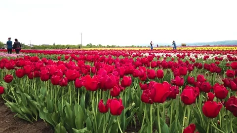 Rural views of tulip fields seen from above. Spring tulips floral tulip bunch Stock Footage 230481394