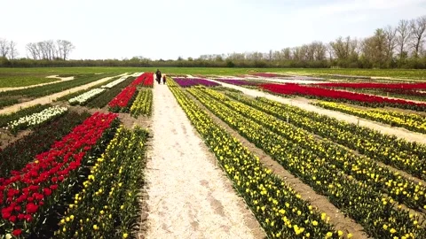 Rural views of tulip fields seen from above. Spring tulips floral tulip bunch Stock Footage 231050842
