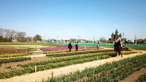 Rural views of tulip fields seen from above. Spring tulips floral tulip bunch Stock Footage 231240496