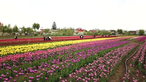Rural views of tulip fields seen from above. Spring tulips floral tulip bunch Stock Footage 231420530