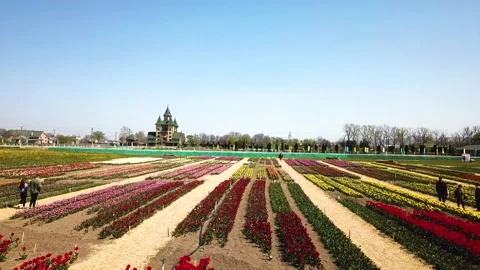 Rural views of tulip fields seen from above. Spring tulips floral tulip bunch Stock Footage 231568328