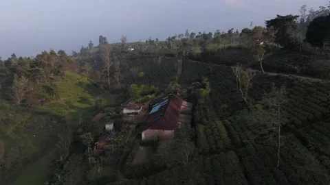 Rural village with tea fields Stock Footage 234523782