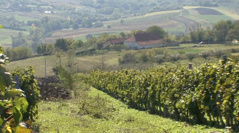 Rural vineyard Stock Footage 35582960