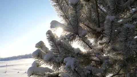 Rural winter setting featuring snow covered pine trees and distant horizon Stock Footage 328233785