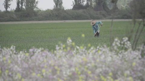 Rural worker with big hat and shovel working in plantation Stock Footage 144112922