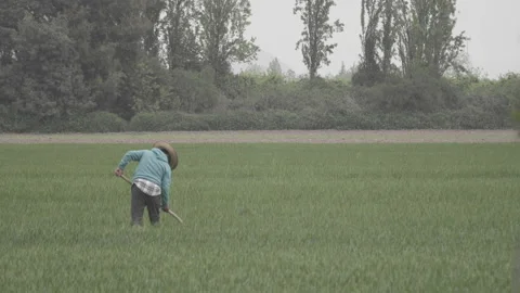 Rural worker with big hat and shovel working in plantation Stock Footage 144113533