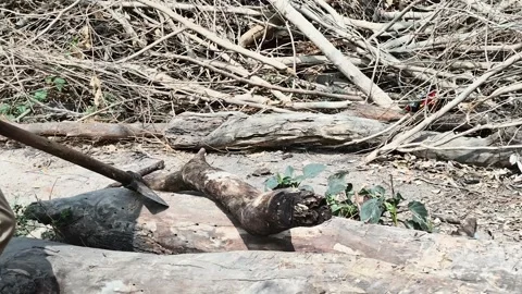 Rural Worker Cutting Large Logs in Open Village Area Stock Footage 327961757