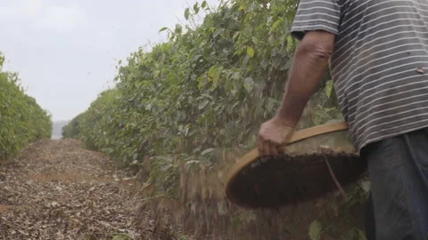 Rural worker separating impurities from the coffee in a rustic sieve, Stock Footage 163147185