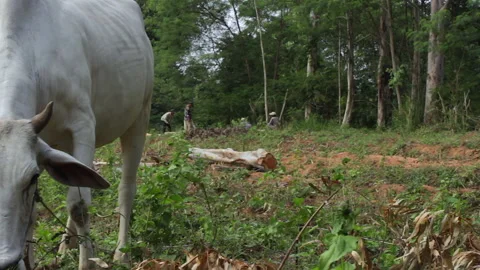 Rural Workers Cutting Timber Next to Rice Field with Ox in Countryside Stock-Footage 333706660