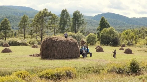 Rural workers manually pick up hay from an autumn field Stock Footage 115293279