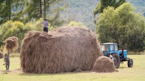 Rural workers manually pick up hay from an autumn field Stock Footage 115293311