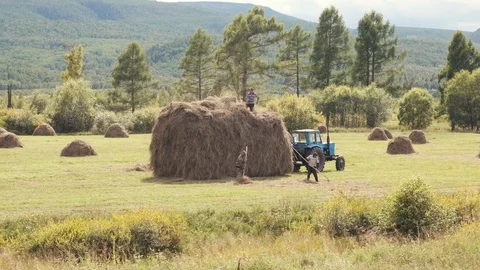 Rural workers manually pick up hay from an autumn field Stock Footage 115293476