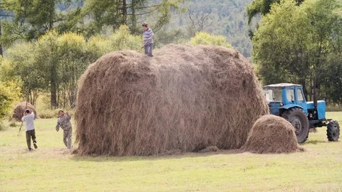 Rural workers manually pick up hay from an autumn field Stock Footage 115294747