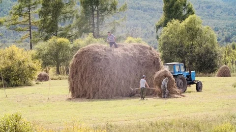 Rural workers manually pick up hay from an autumn field Stock Footage 115294990