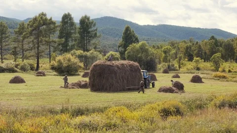 Rural workers manually pick up hay from an autumn field Stock Footage 115295137