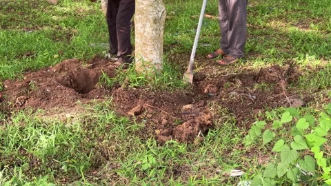 Rural workers meticulously prepare earth for new growth through diligent di.. Vidéo 337287166