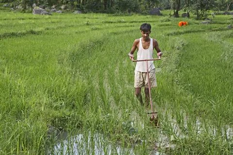 Rural youth using weeding implement in paddy field socio-economic initiati... Foto stock