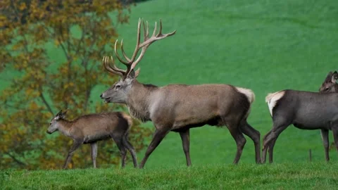 Rusa - 137897 库存影片 220927267