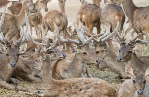 Rusa deer Foto stock