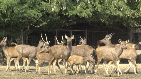 Rusa unicolor walking from left to right in the farm. Stock Footage 169024031