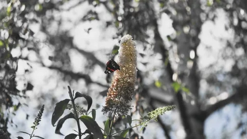 Rusalka Admiral2 Stock Footage 140636951