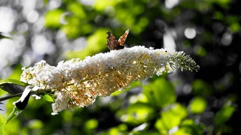 Rusalka Ceik1 Stock Footage 140637359