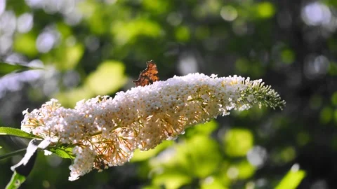 Rusalka Ceik2 Stock Footage 140637709