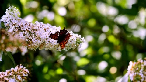 Rusalka Ceik3 Stock Footage 140637760